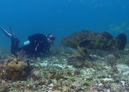 Atlantic Goliath Grouper